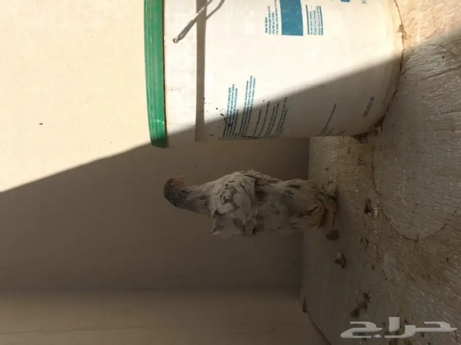 طقمين دجاج براهما للبيع  (image 17)