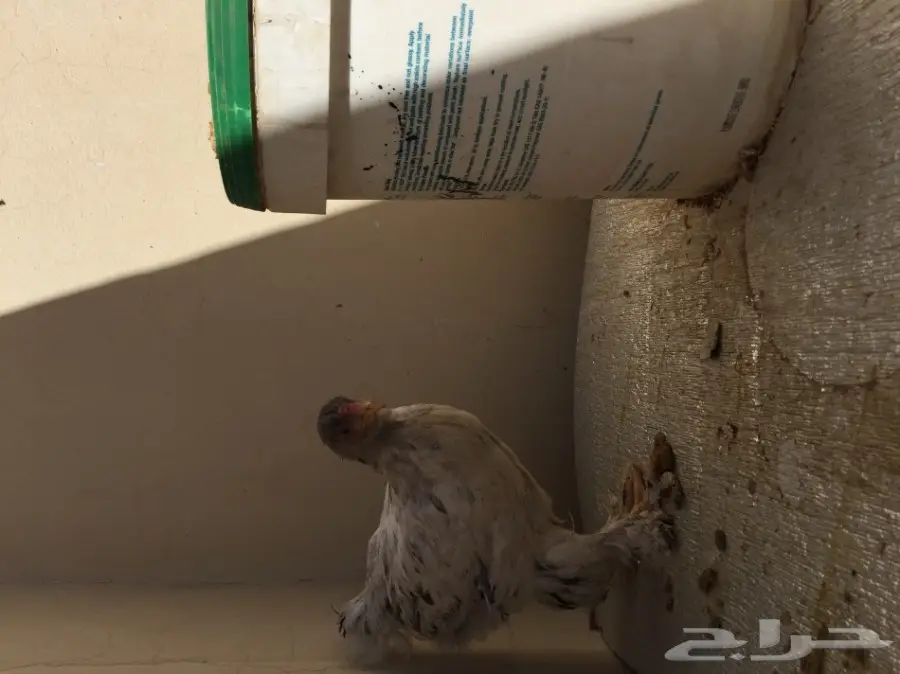 طقمين دجاج براهما للبيع  (image 18)