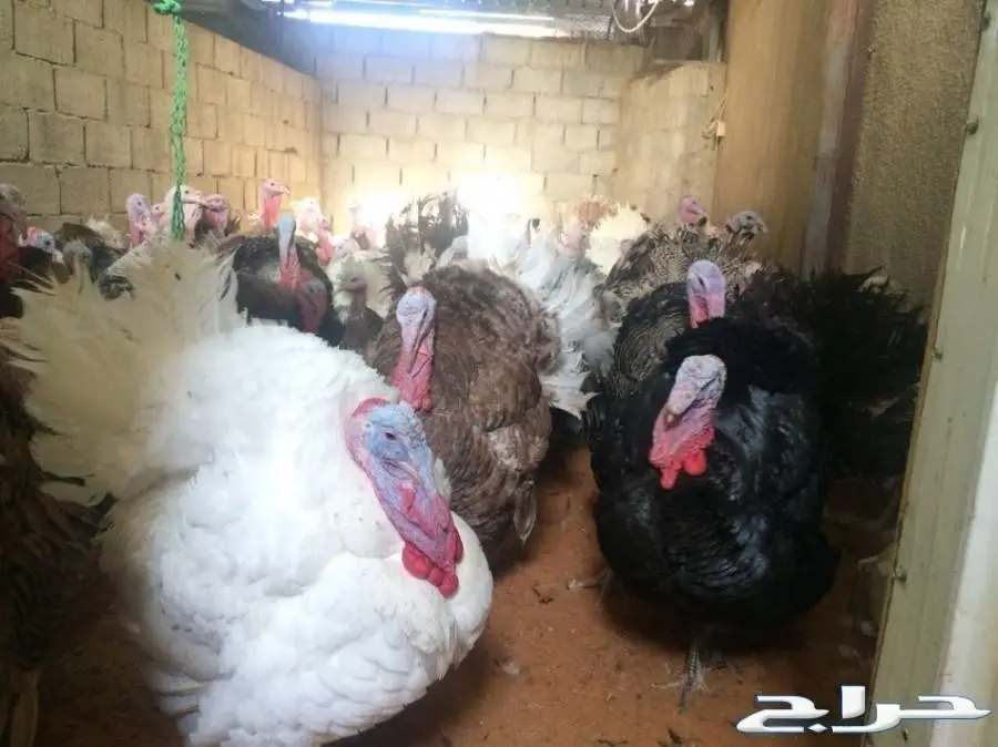 دجاج رومي بياض وديوك كبار وعرض مغري للكميات  (image 1)