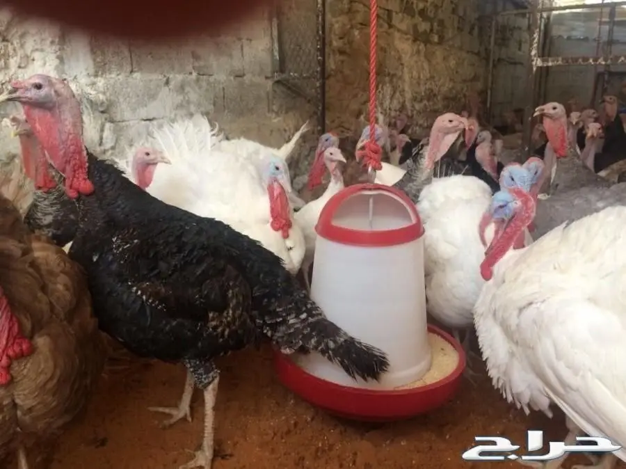 دجاج رومي بياض وديوك كبار وعرض مغري للكميات  (image 2)