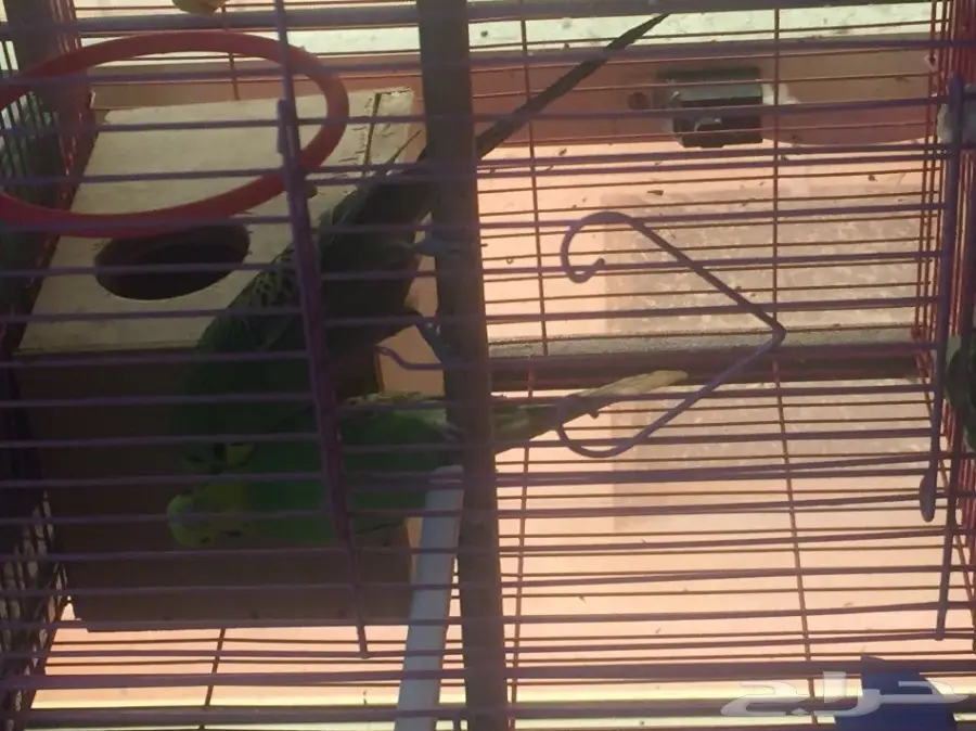 للبيع بادجي هولندي حجم جامبو (image 4)