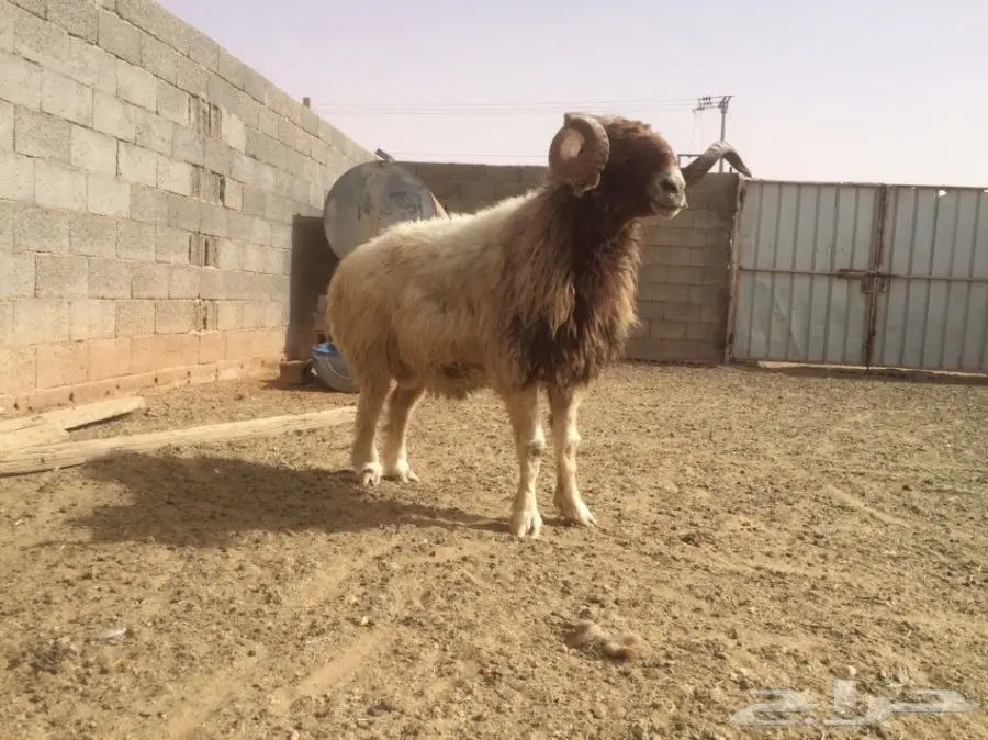 للبيع فحل مشروط النسف و القريع