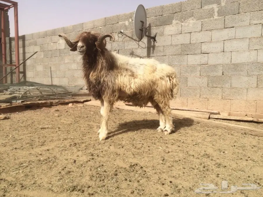 للبيع فحل مشروط النسف و القريع (image 1)