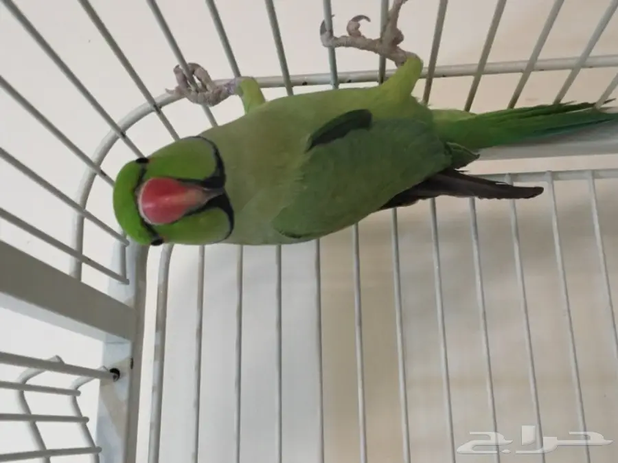 ذكر دره (image 1)