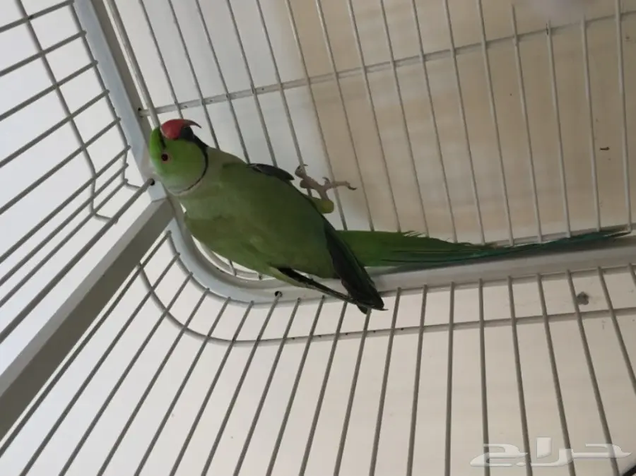 ذكر دره (image 2)