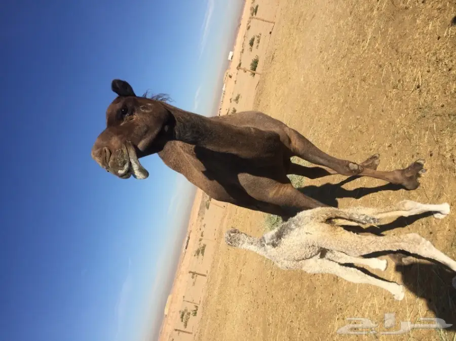 للبيع نياق او بدل في شاص  (image 4)