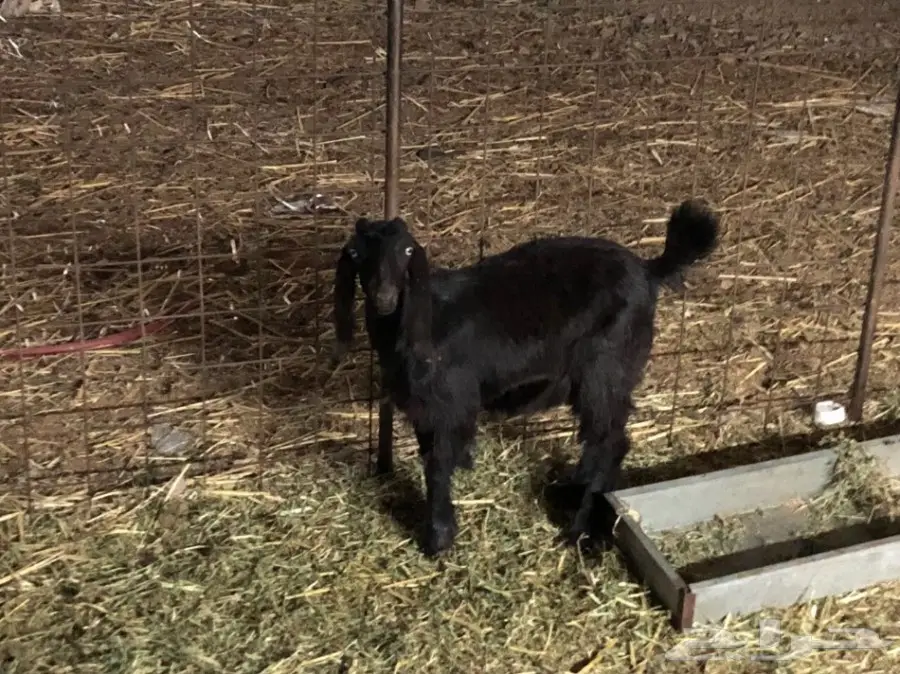 جفره عارضيه مقفله شحم ولحم حق ثلاجه 