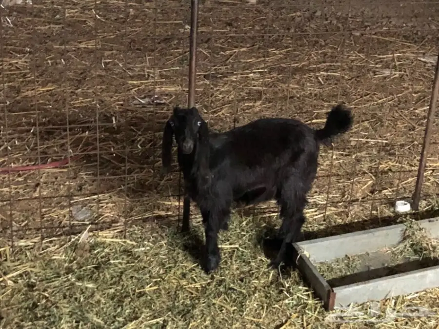 جفره عارضيه مقفله شحم ولحم حق ثلاجه  (image 1)