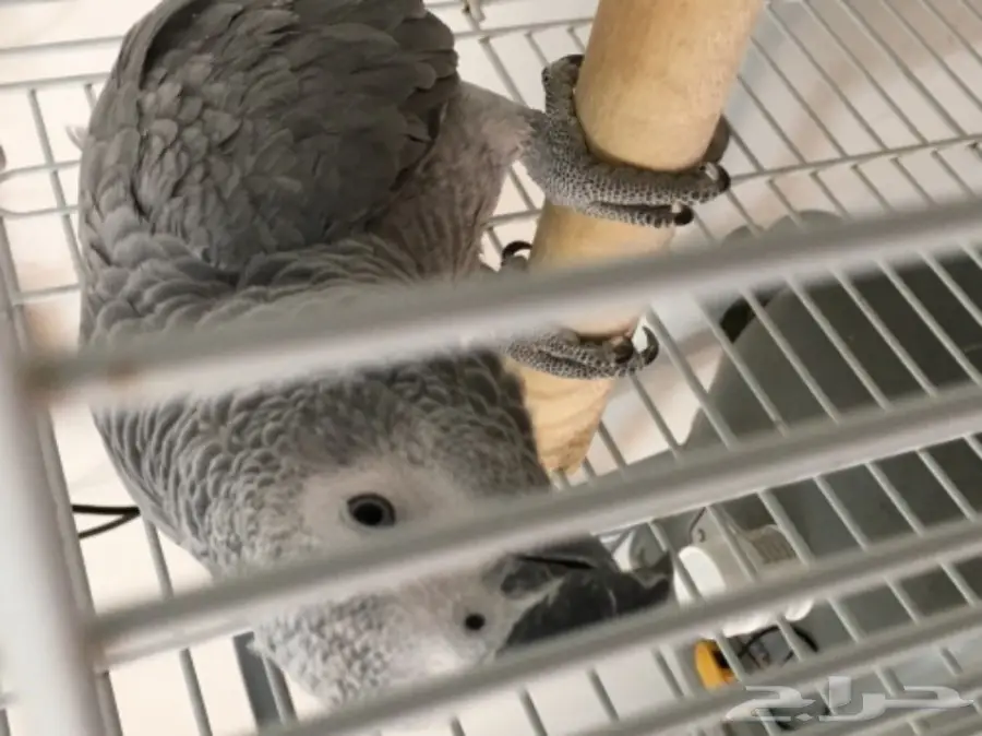 كاسكو هولندي للبيع 