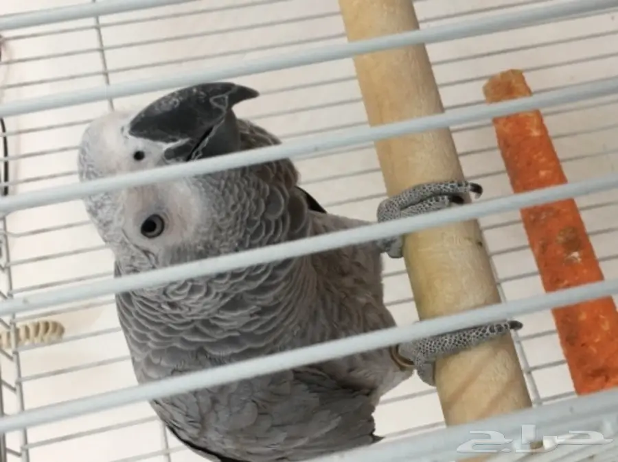 كاسكو هولندي للبيع  (image 1)