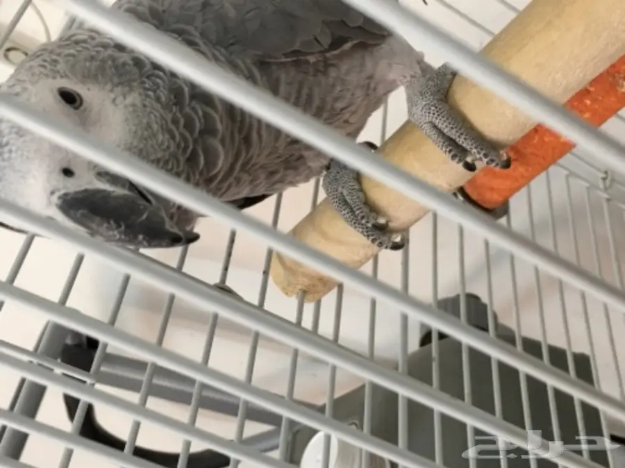 كاسكو هولندي للبيع  (image 2)