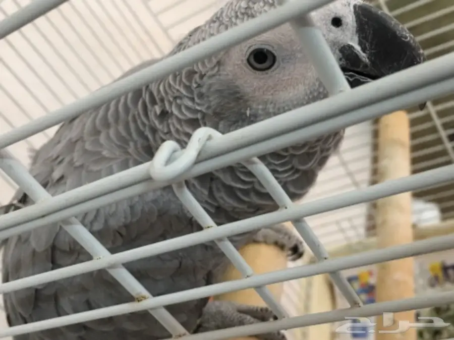 كاسكو هولندي للبيع  (image 3)