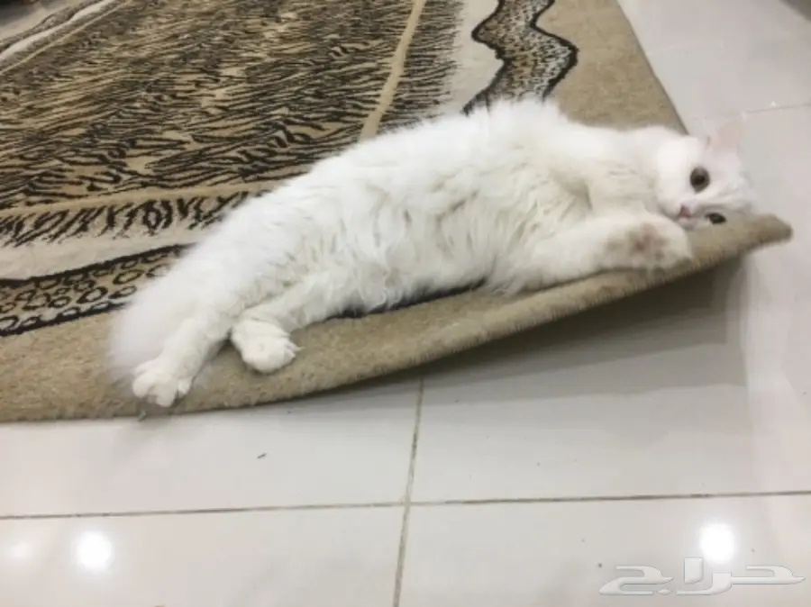 قطط للبيع (image 1)