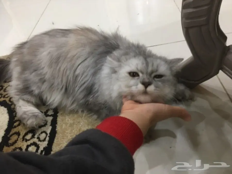 قطط للبيع (image 2)