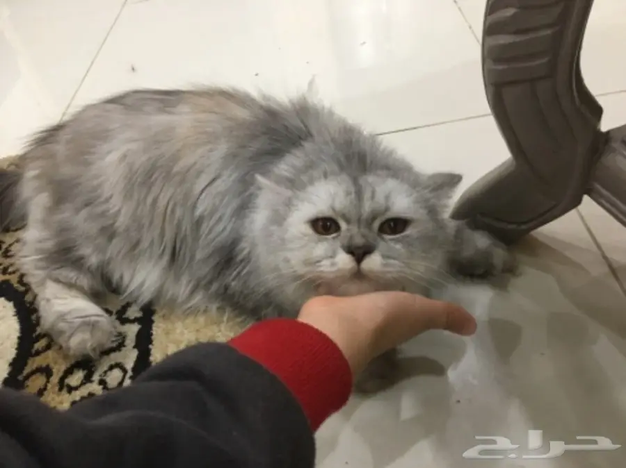 قطط للبيع (image 3)