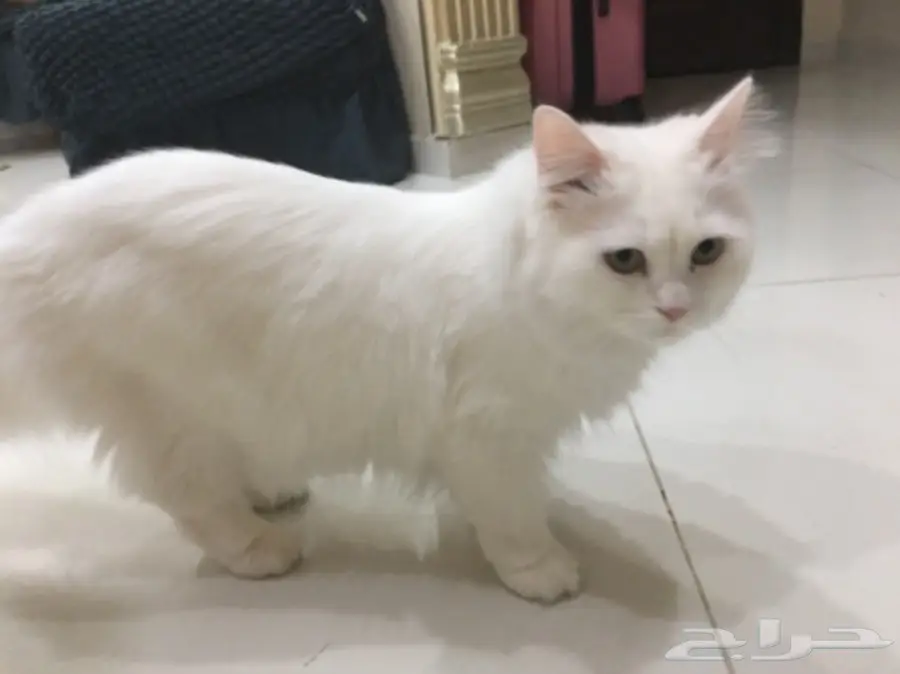 قطط للبيع (image 10)