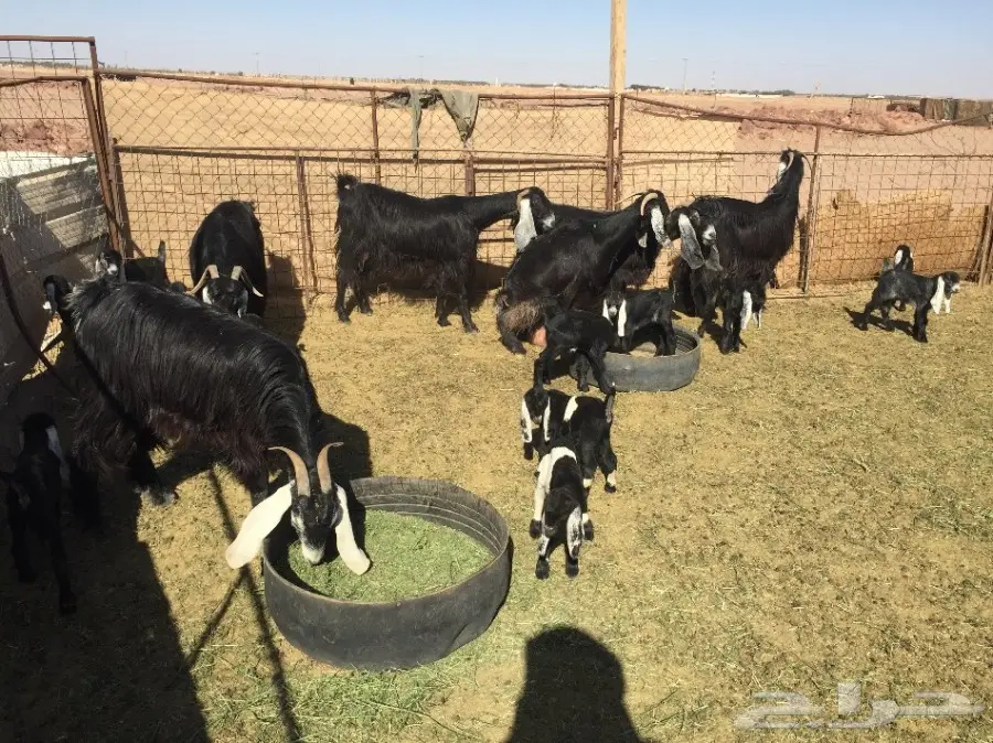 18 عنز مواليد ودفيع للبيع (image 4)