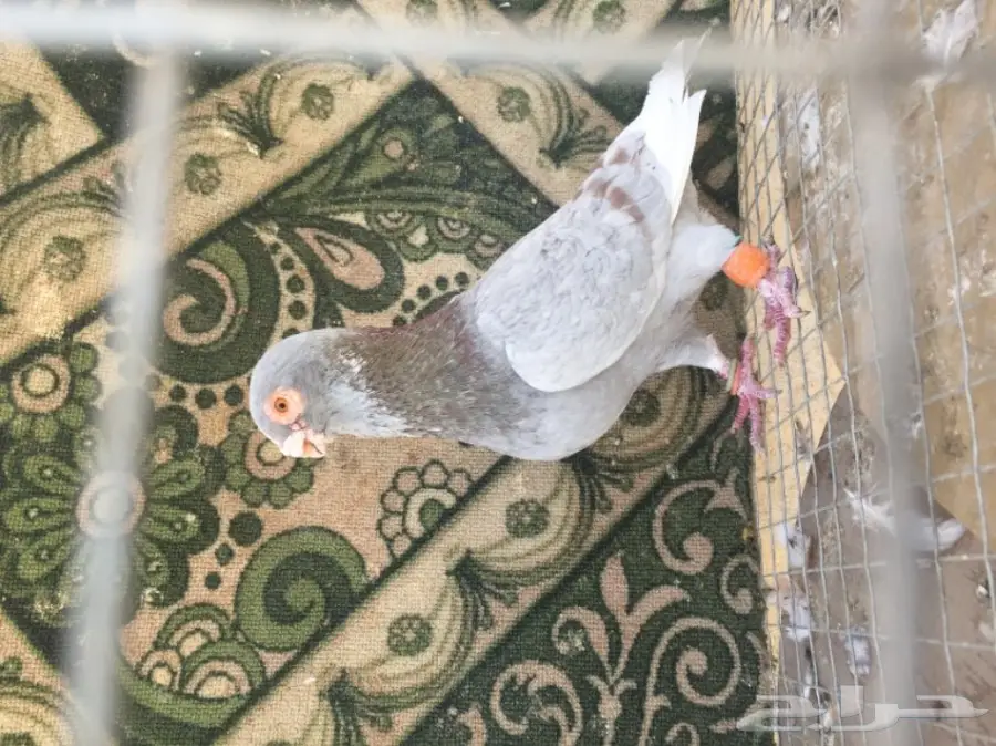 فحل ابلق توب