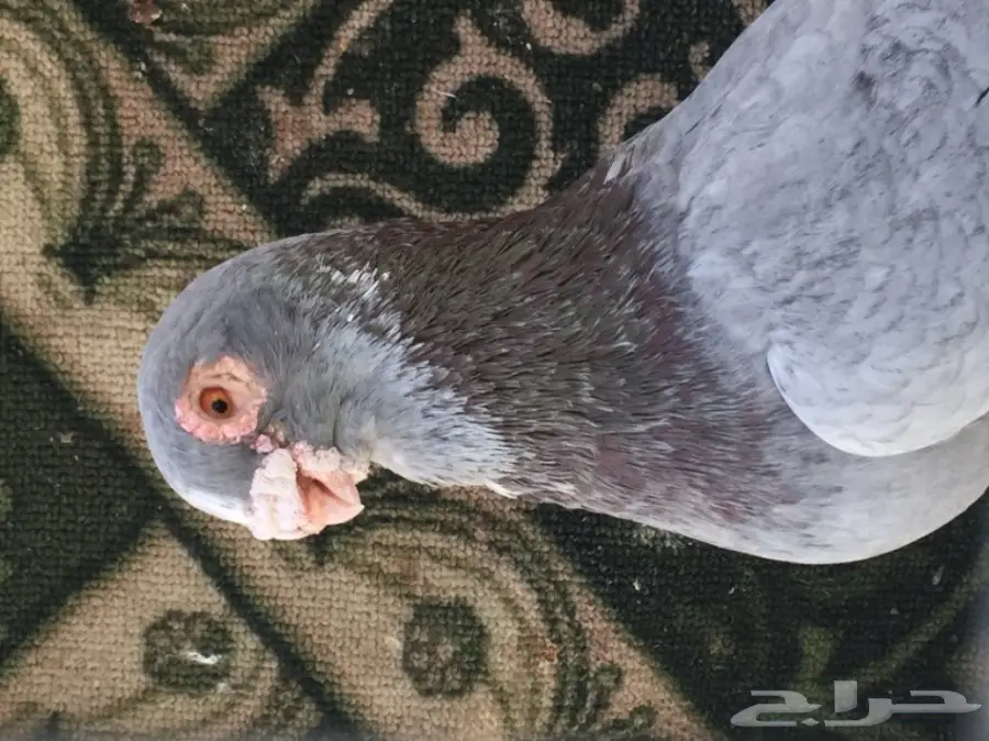 فحل ابلق توب (image 1)