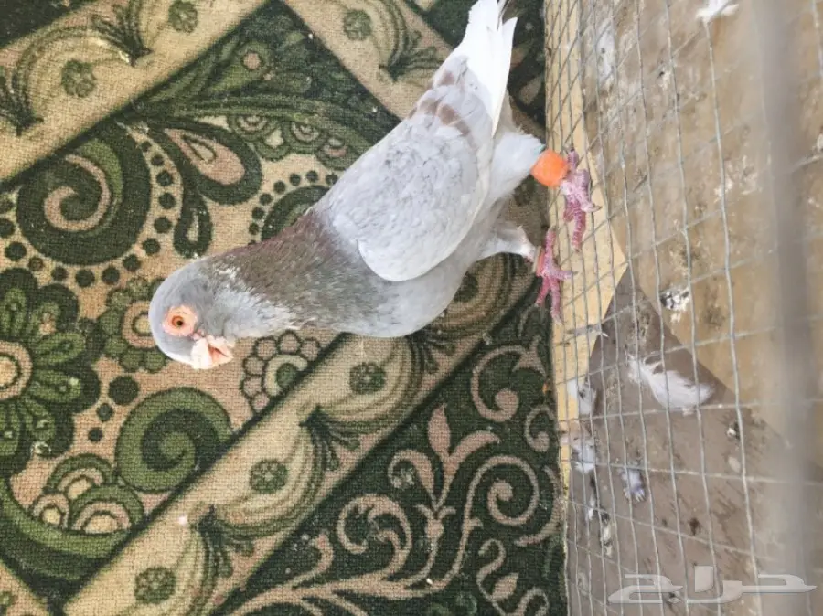 فحل ابلق توب (image 2)