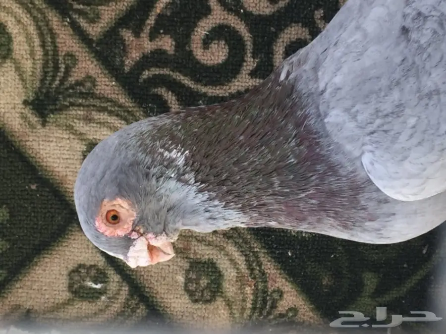 فحل ابلق توب (image 3)