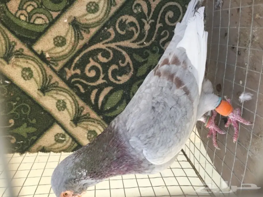 فحل ابلق توب (image 4)