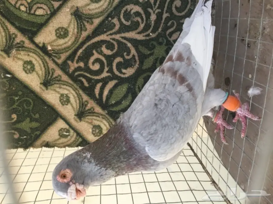 فحل ابلق توب (image 5)