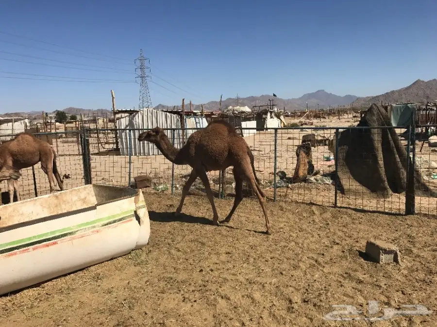 قعدان وبكار للبيع جمله وتفريد  (image 9)