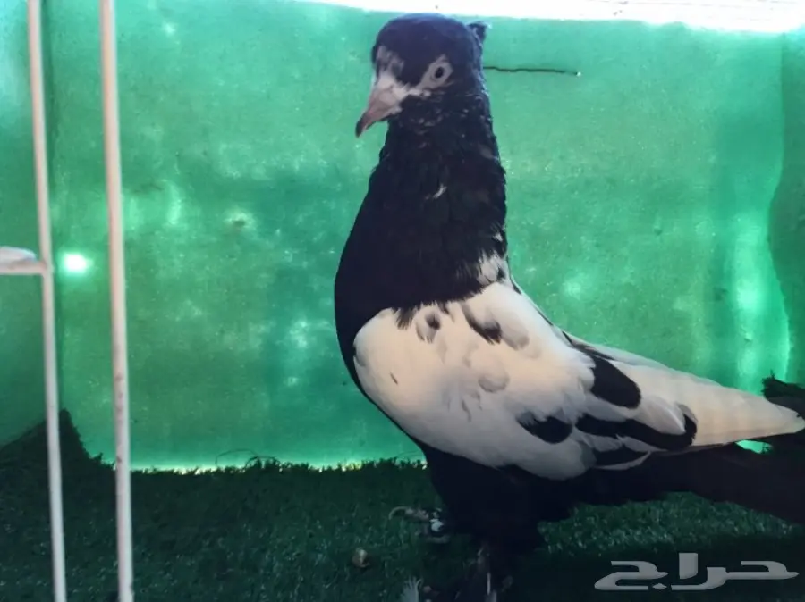 حمام ايراني مشهدي اسود 