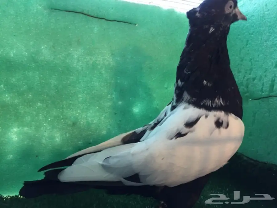 حمام ايراني مشهدي اسود  (image 1)