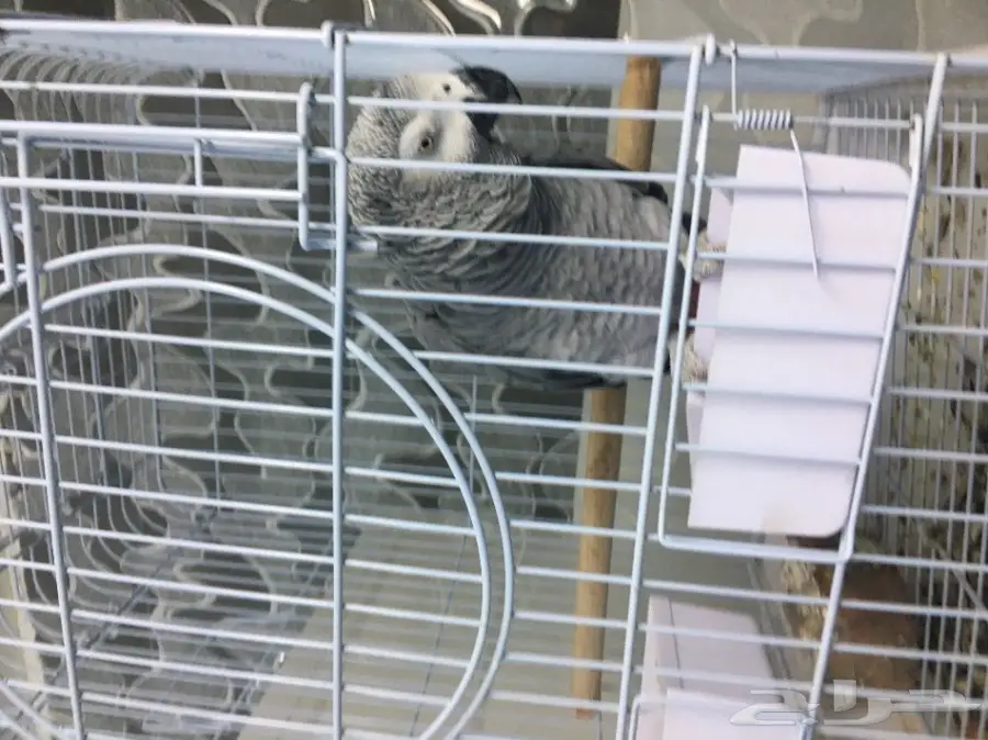 ببغاء افريقي متكلم (image 1)