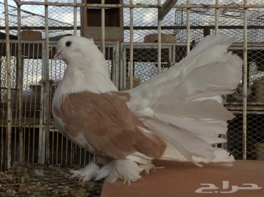 فحل امريكي كيف اصفر