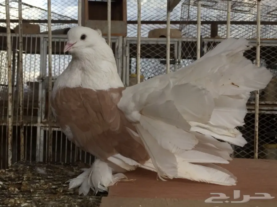 فحل امريكي كيف اصفر (image 1)