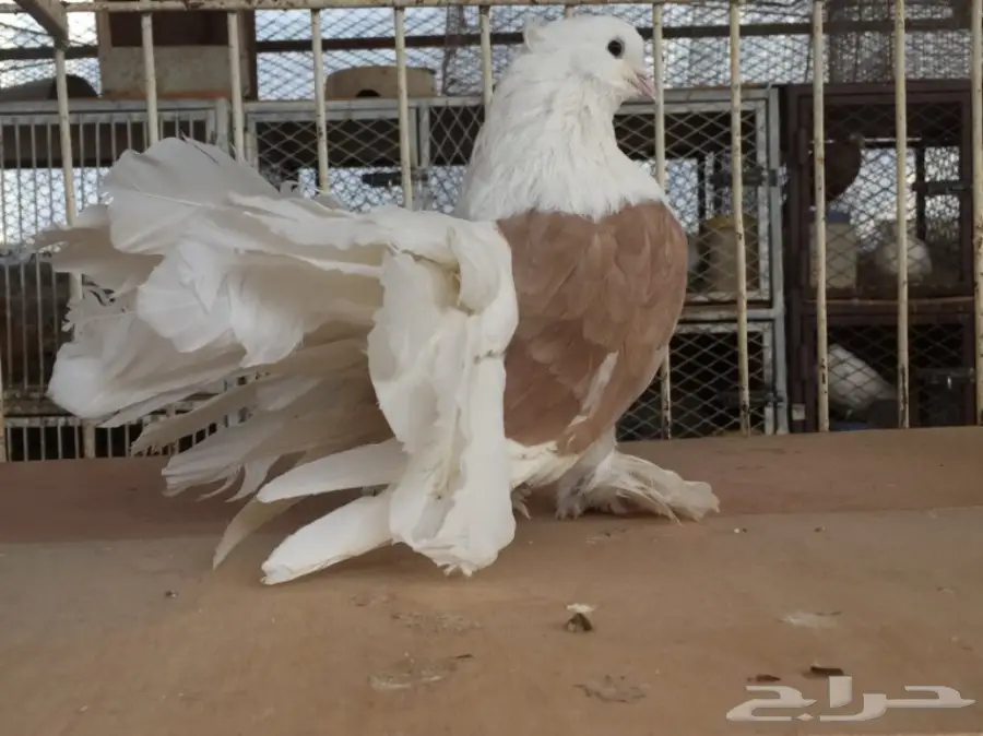 فحل امريكي كيف اصفر (image 3)