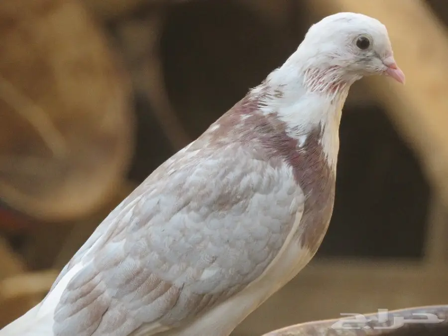 للبيع حمام 6 أجواز و4 طبات بلدي