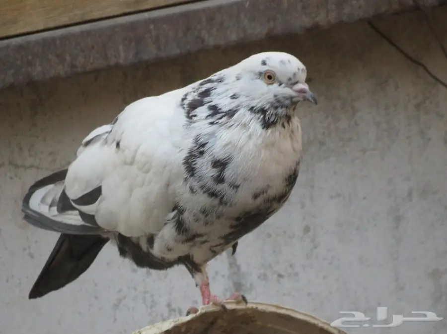 للبيع حمام 6 أجواز و4 طبات بلدي (image 1)