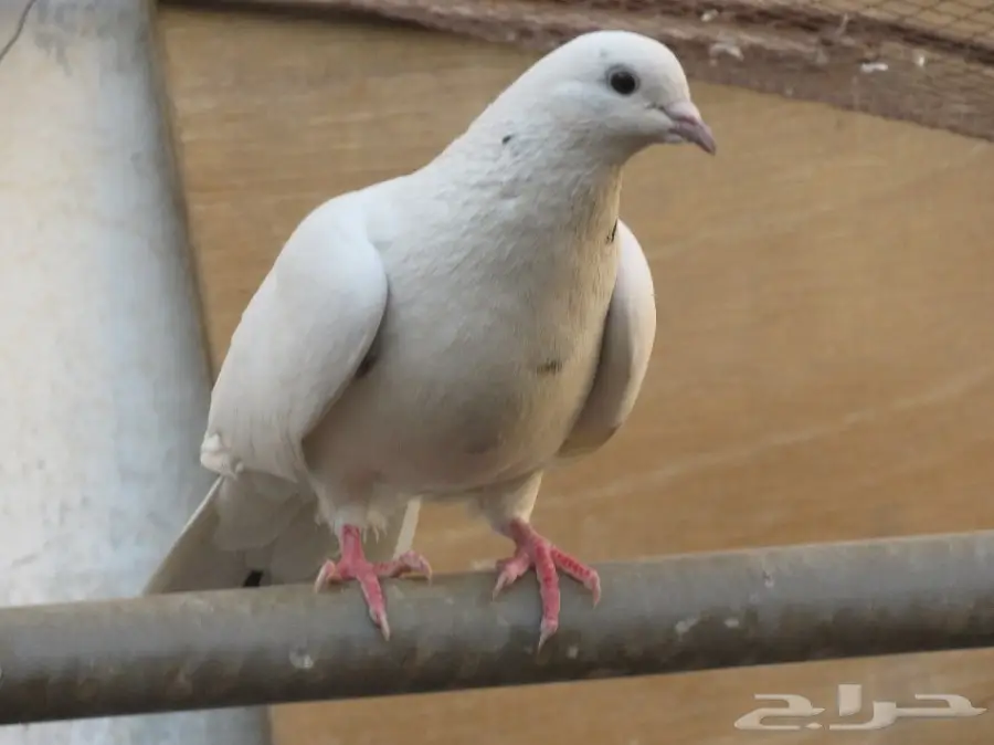 للبيع حمام 6 أجواز و4 طبات بلدي (image 2)