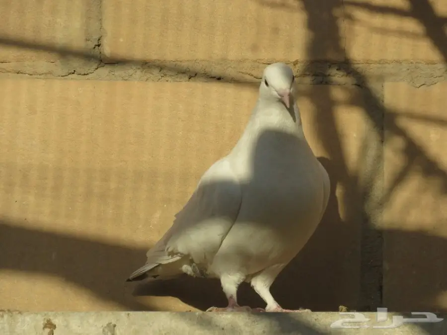 للبيع حمام 6 أجواز و4 طبات بلدي (image 3)