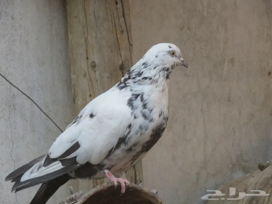 للبيع حمام 6 أجواز و4 طبات بلدي (image 4)