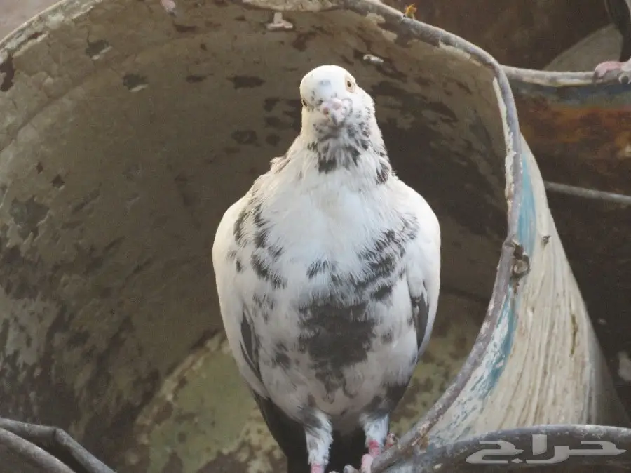 للبيع حمام 6 أجواز و4 طبات بلدي (image 6)