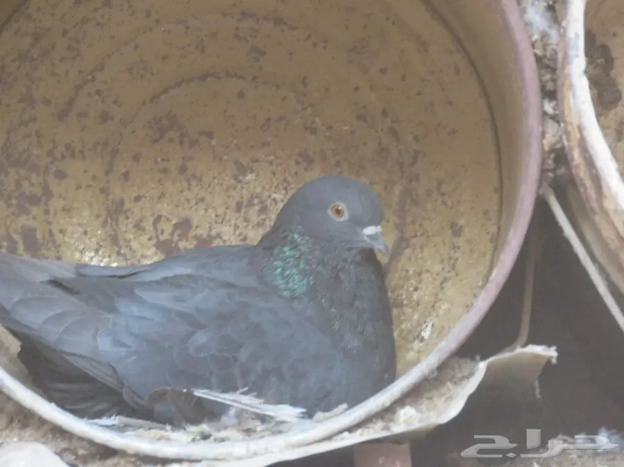 للبيع حمام 6 أجواز و4 طبات بلدي (image 7)