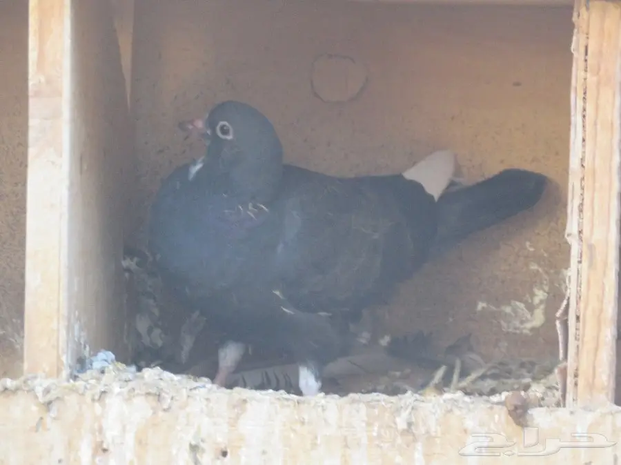 للبيع حمام 6 أجواز و4 طبات بلدي (image 8)
