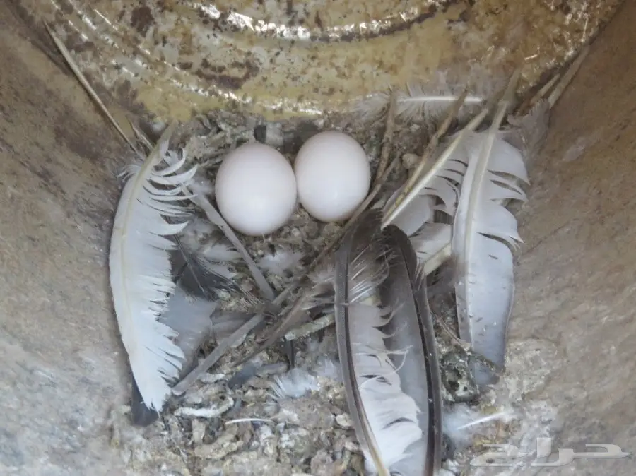 للبيع حمام 6 أجواز و4 طبات بلدي (image 9)