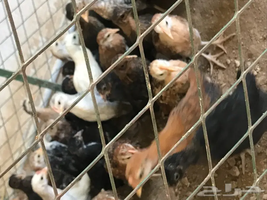 دجاج صوص للبيع