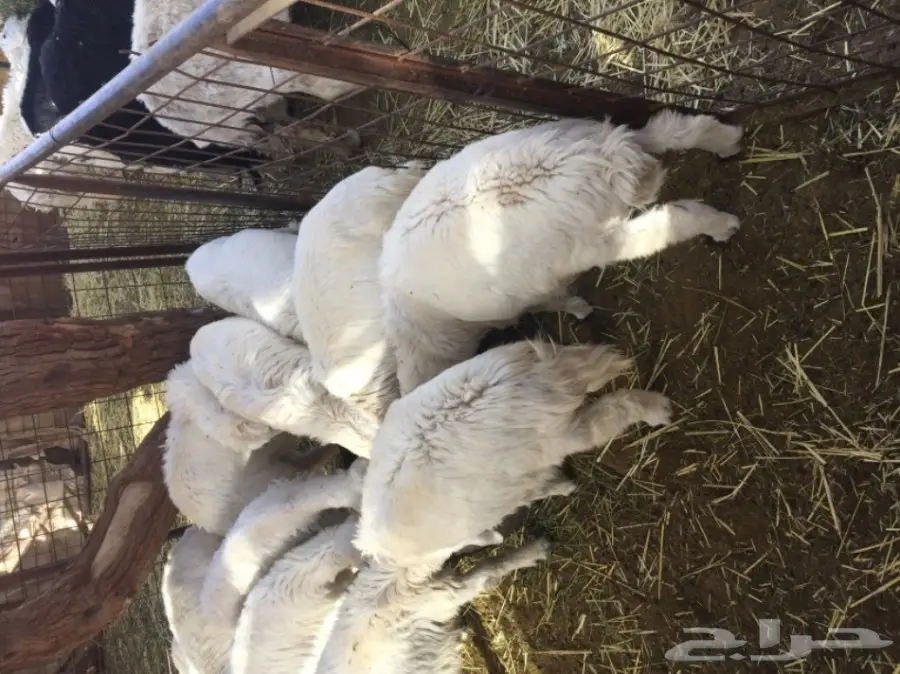 هرافي حريات للبيع