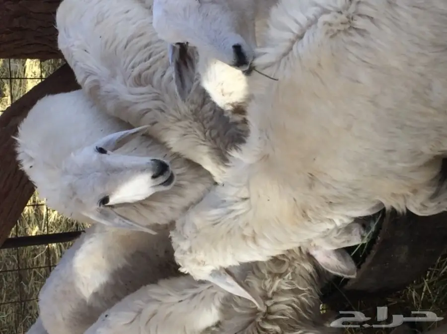 هرافي حريات للبيع (image 1)