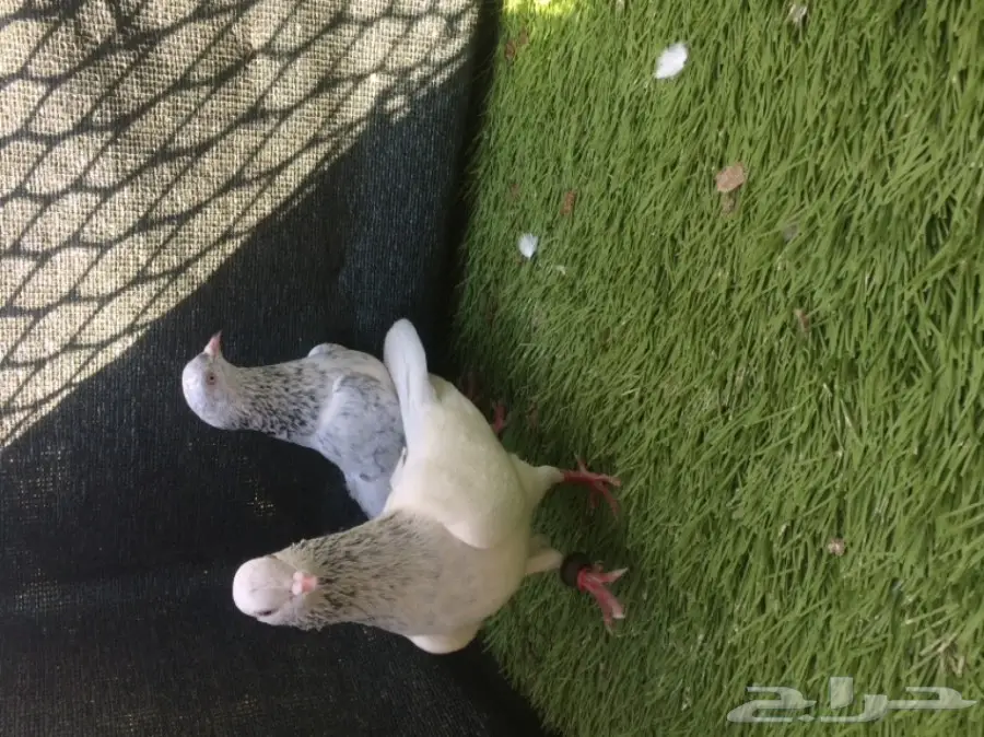 جوز قولدن توب التوب 