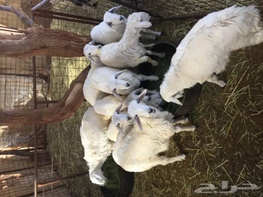 هرافي حريات للبيع (image 2)