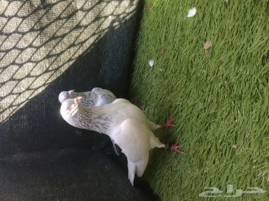 جوز قولدن توب التوب  (image 1)