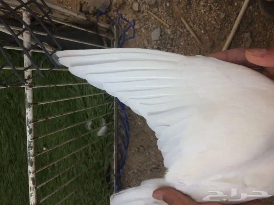 جوز قولدن توب التوب  (image 2)